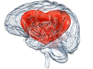 corazon dentro de un corazon de plastico, simil al cerebro enamorado